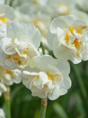 close up of creamy white and yellow double daffodil.