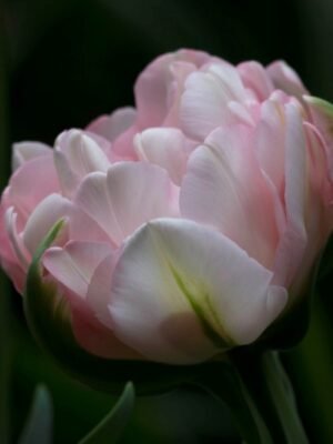 Finola tulip with dark background.