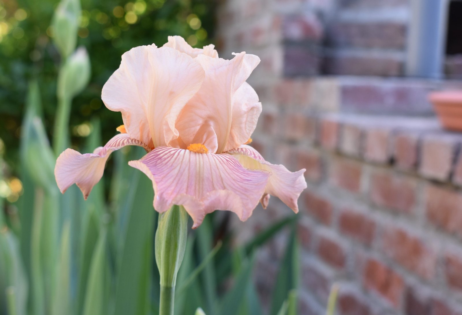 Pink bearded iris.
