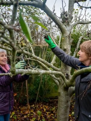 Two women pruning a fruit tree.