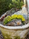 hypertufa pot with rocks and yellow flowers.